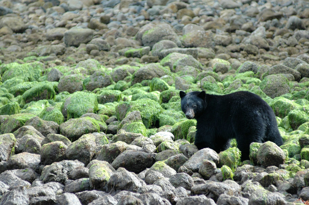Black Bear at low tide - Clayoquot Sound