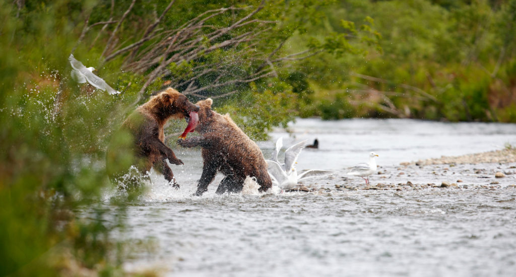 Brown bears (grizzlies) Katmai National Park. Alaska
